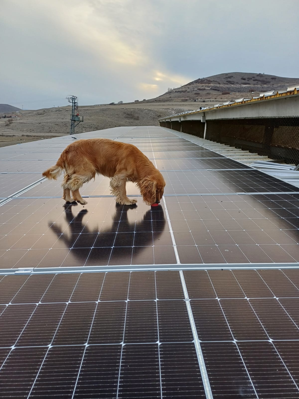 Büyükbaş Besi Çiftliği GES